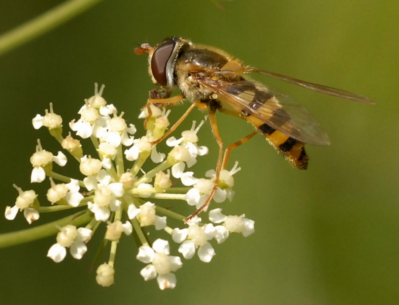 Syrphidae da Id.